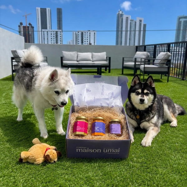 Dogs love my Maison Umai sauce kit ! #maisonumai maisonumai