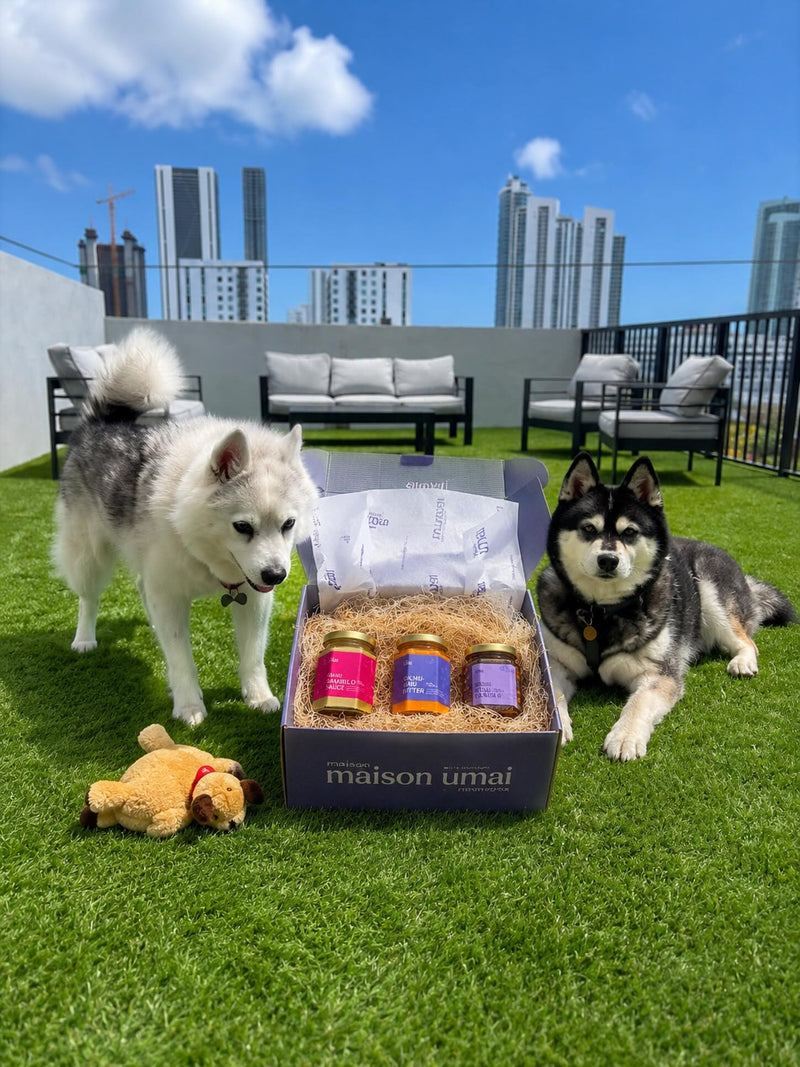 Dogs love my Maison Umai sauce kit ! #maisonumai maisonumai